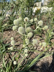 Eryngium