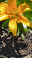 Lilium bulbiferum