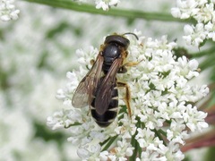 Halictus maculatus