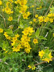 Lysimachia punctata