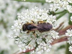 Halictus maculatus