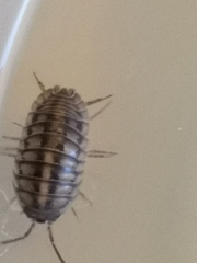 Armadillidium nasatum