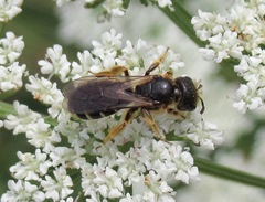 Halictus maculatus