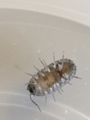 Armadillidium nasatum