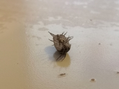 Armadillidium nasatum