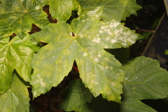 Aceria pseudoplatani