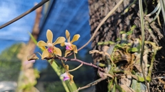 Phalaenopsis stobartiana