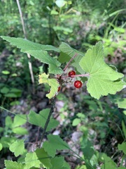Ribes spicatum hispidulum