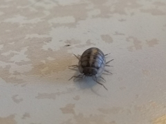 Armadillidium nasatum