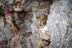Falco tinnunculus