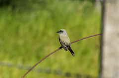 Tyrannus melancholicus