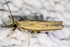 Fissicrambus intermedius