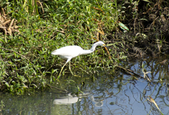 Egretta thula