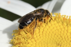 Halictus