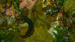 Halichoeres biocellatus