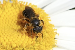 Halictus