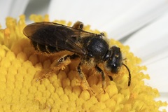 Halictus