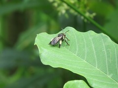 Macropis