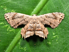 Dysaethria fulvihamata