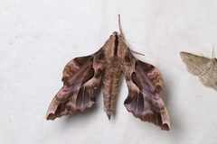Phyllosphingia dissimilis