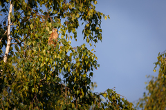Falco tinnunculus