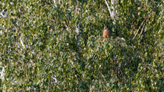 Falco tinnunculus