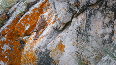 Falco tinnunculus