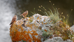 Falco tinnunculus