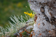 Falco tinnunculus