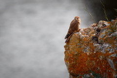 Falco tinnunculus