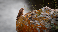 Falco tinnunculus