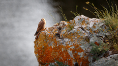 Falco tinnunculus