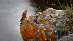 Falco tinnunculus
