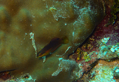 Halichoeres biocellatus