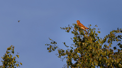 Falco tinnunculus