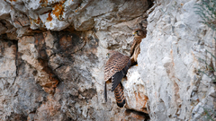 Falco tinnunculus