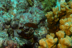 Halichoeres biocellatus