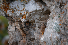 Falco tinnunculus