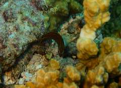 Halichoeres biocellatus