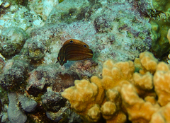 Halichoeres biocellatus