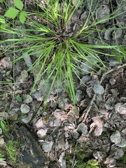 Carex elongata