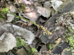 Carex elongata