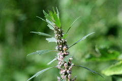 Leonurus quinquelobatus