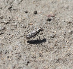 Cicindela haemorrhagica