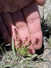 Rumex paucifolius