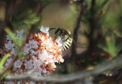 Colletes slevini