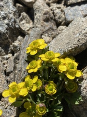 Ranunculus eschscholtzii oxynotus