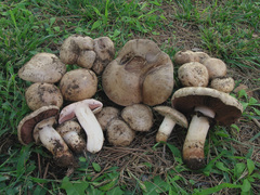 Agaricus