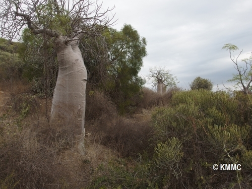 Bottle Tree