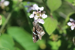 Codatractus arizonensis